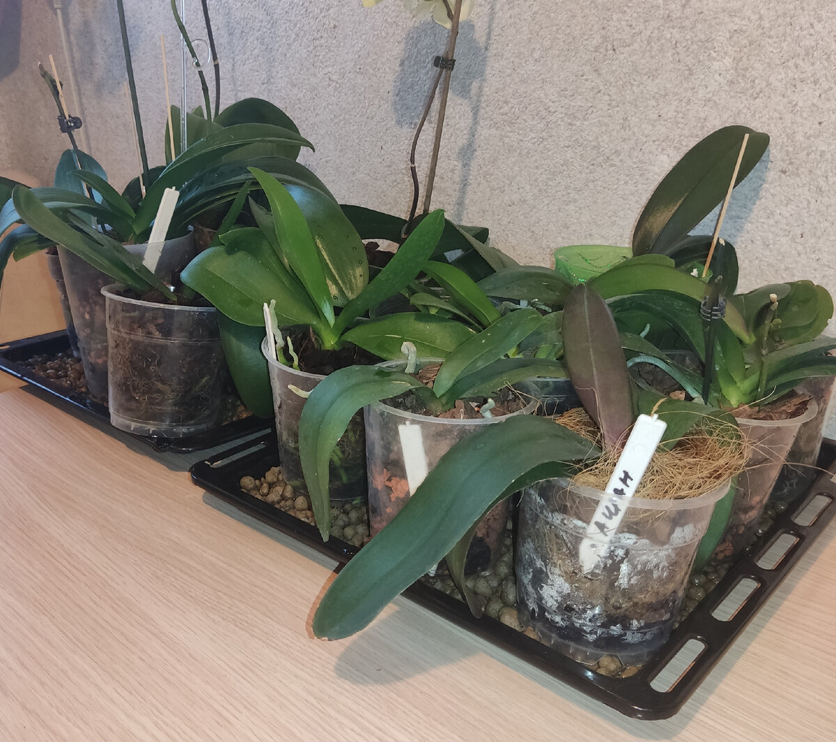 Все что было на полках стоит на поддонах с влажным керамзитом. Не с водой, а именно влажный. 