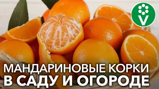 НЕ ВЫБРАСЫВАЙТЕ МАНДАРИНОВУЮ КОЖУРУ, а применяйте ее с пользой в саду и огороде