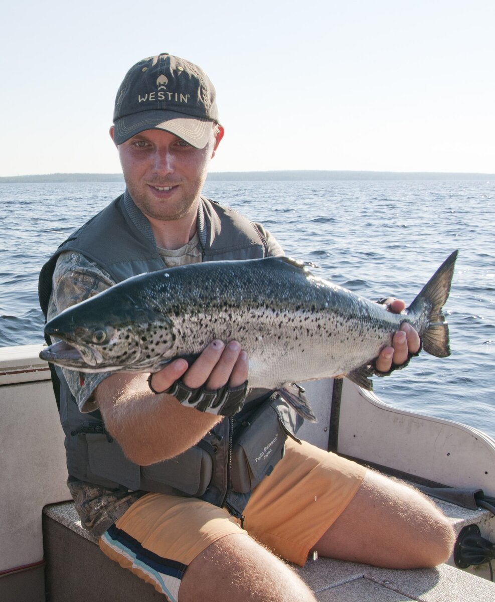рыба онежского озера. сиг карельский. лосось онежского озера. лосось онежского озера. финегас.