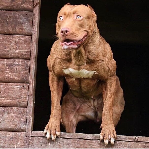 самая мускулистая собака