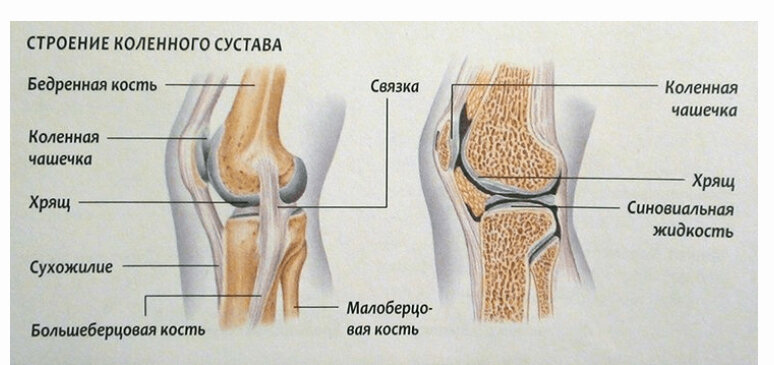 Строение коленного сустава
