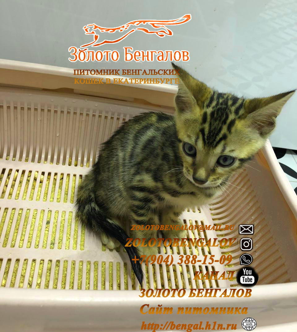 Бенгальский котенок  малыш из питомника Золото Бенгалов