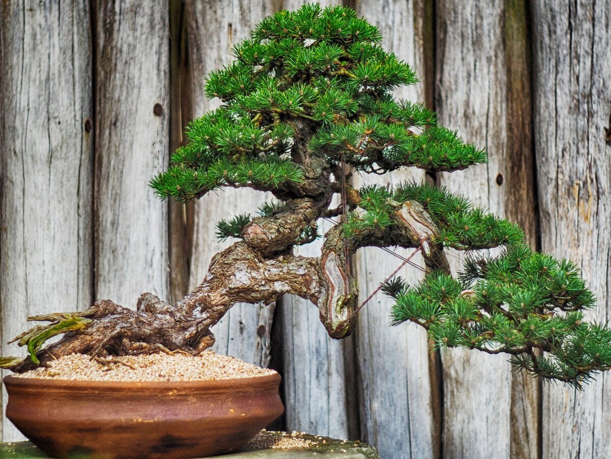 Фото: pixabay.com