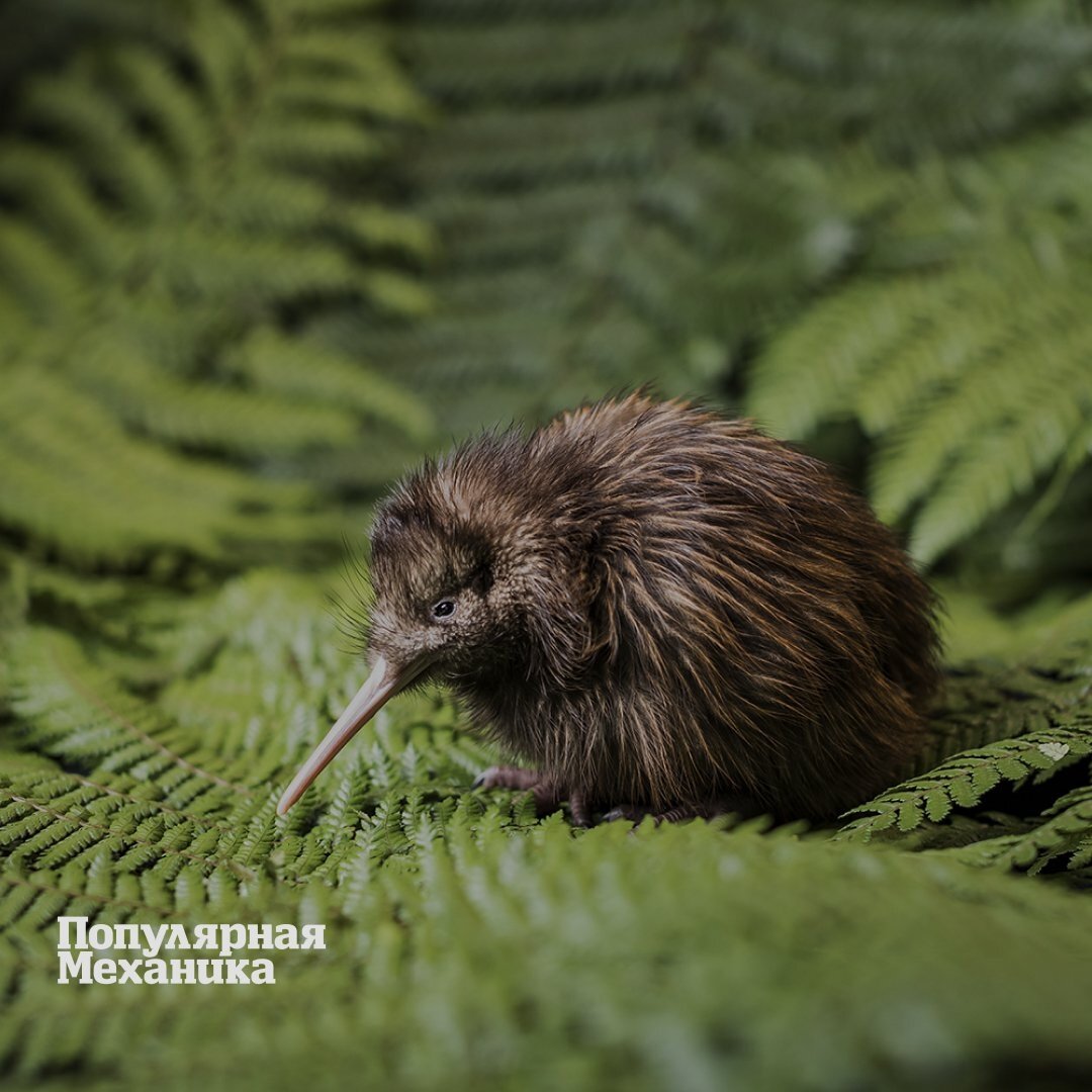 Киви — это род нелетающих птиц, родина которых — далекая Новая Зеландия. Эти существа удивительно напоминают млекопитающих: они передвигаются по земле, имеют оперение, очень похожее на шерсть, а также температуру тела 38 °C. В роду у киви пять видов — это Южный киви, Северный бурый киви, Большой серый киви, Малый серый киви и Рови.