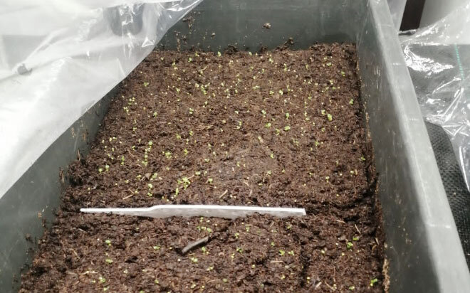 Фото автора. Всходы бегонии клубневой, посев 30.12.21 г.