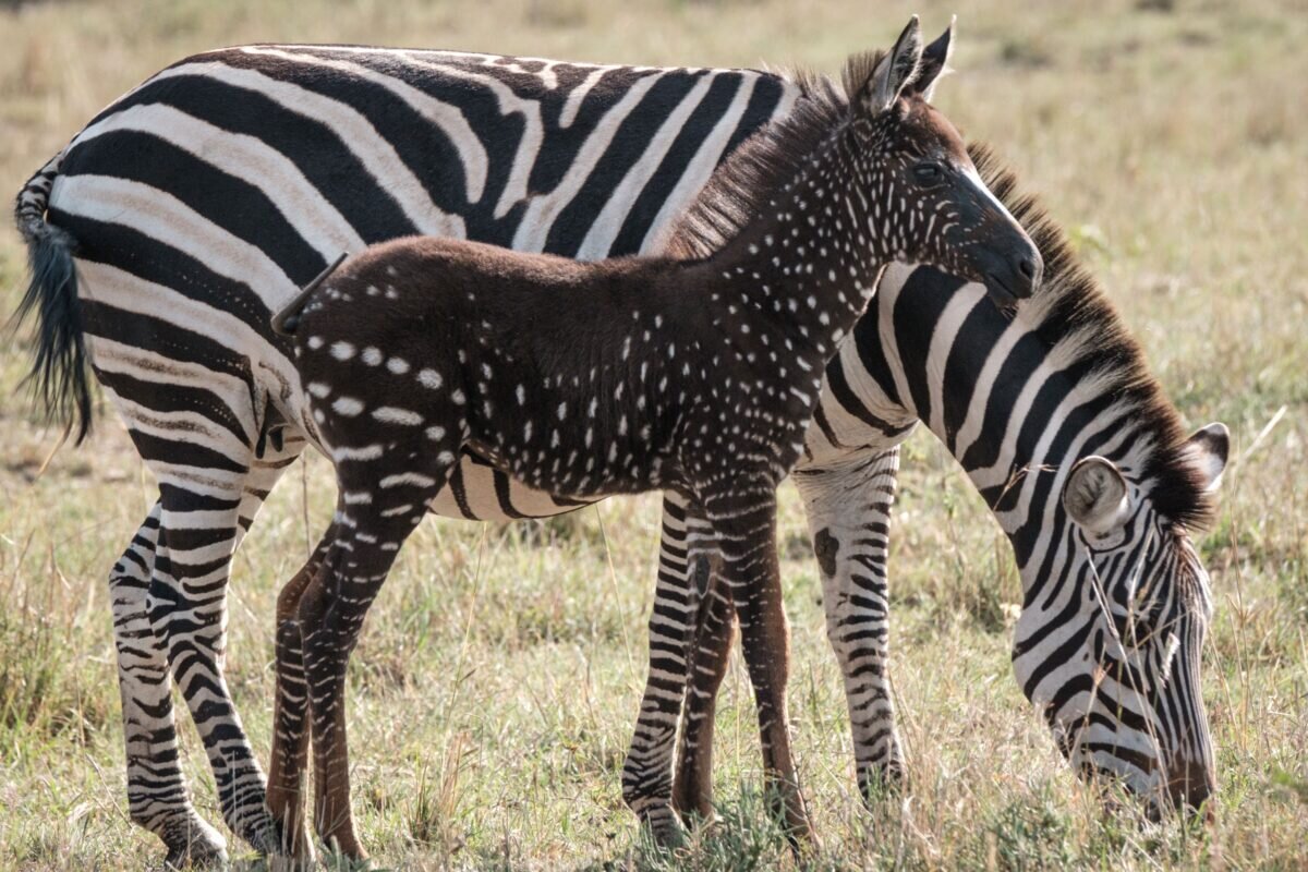 Zebra piroqu