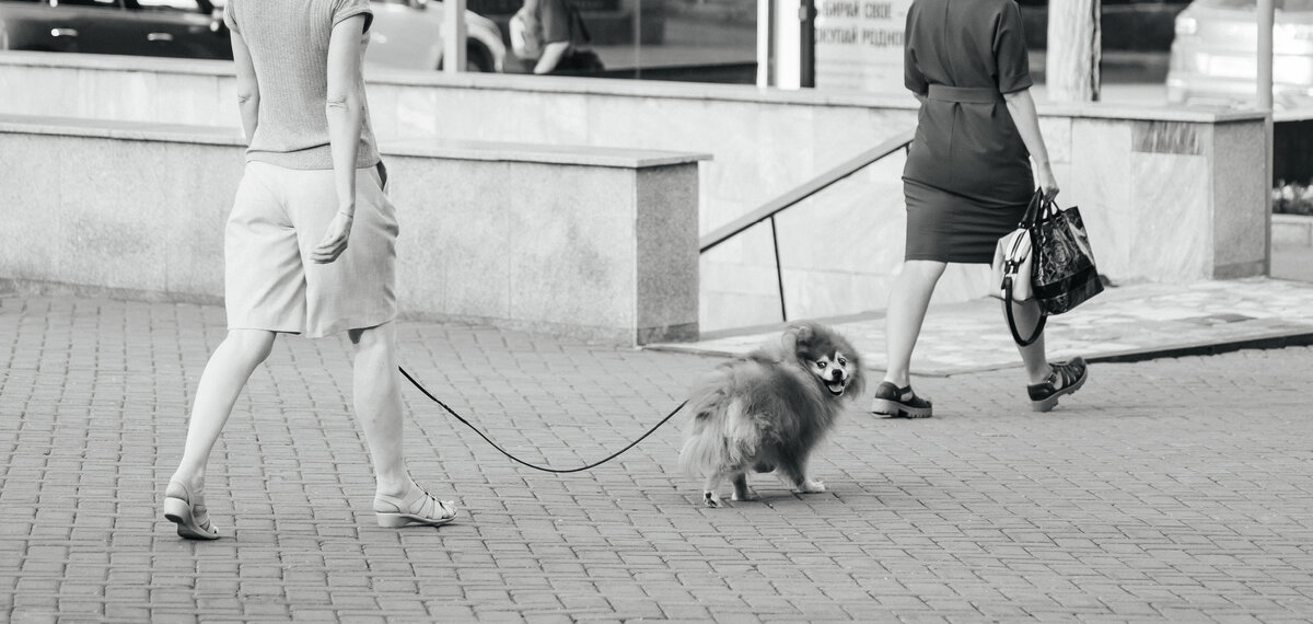 Шпиц в парке имени А. Матросова в Уфе, август 2021