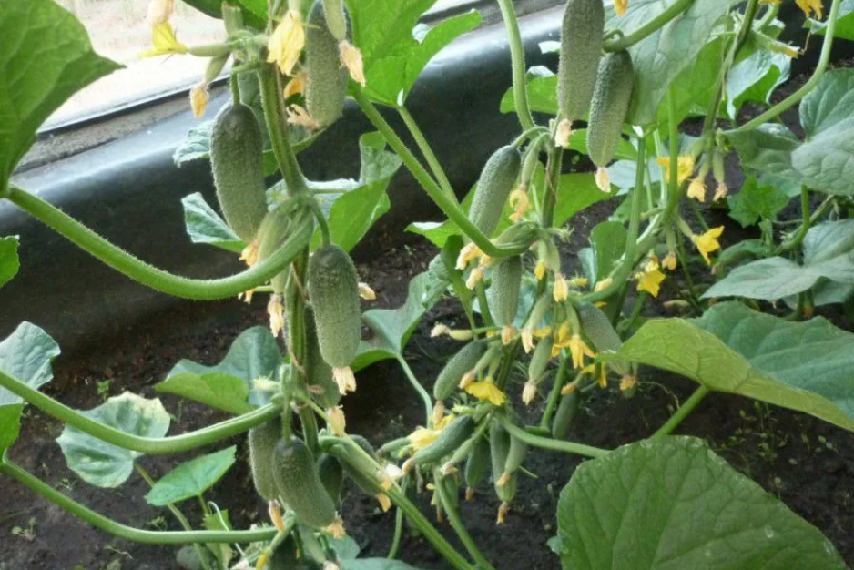 Огурцы Сибирская гирлянда.