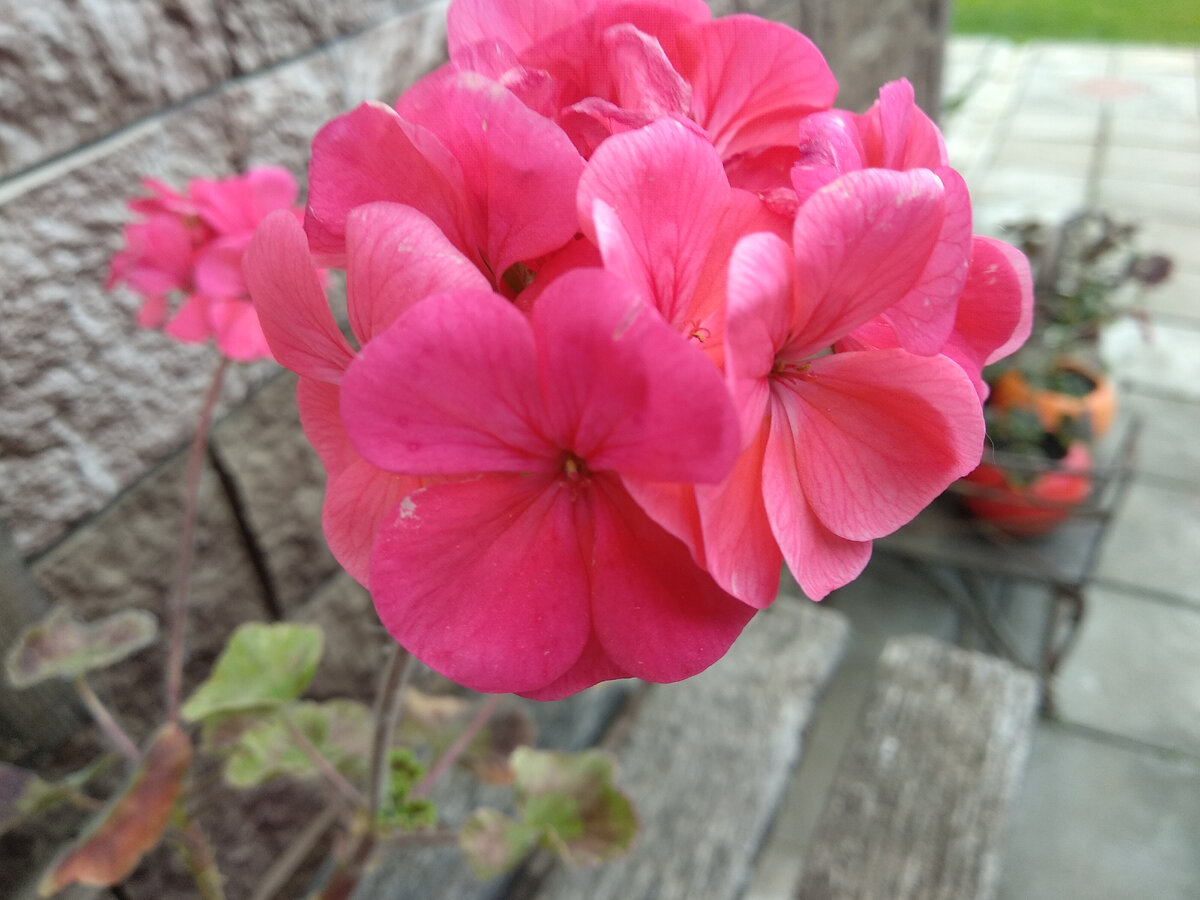 Весной выношу горшки на улицу. Фото автора