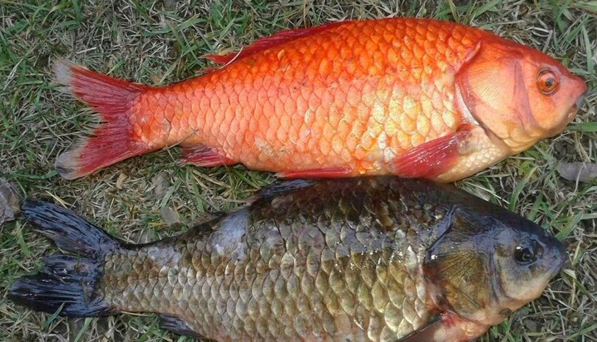 Карась золотой Carassius Carassius. Карась красный (Carassius auratus auratus). Карась золотой горбатый. Красный горбатый карась.