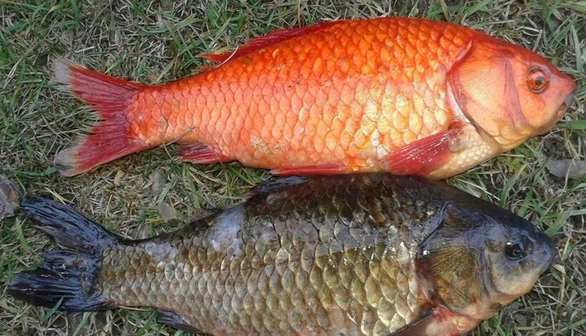 Золотые караси. Карась золотой Carassius Carassius. Карась красный (Carassius auratus auratus). Карась золотой горбатый. Красный горбатый карась.