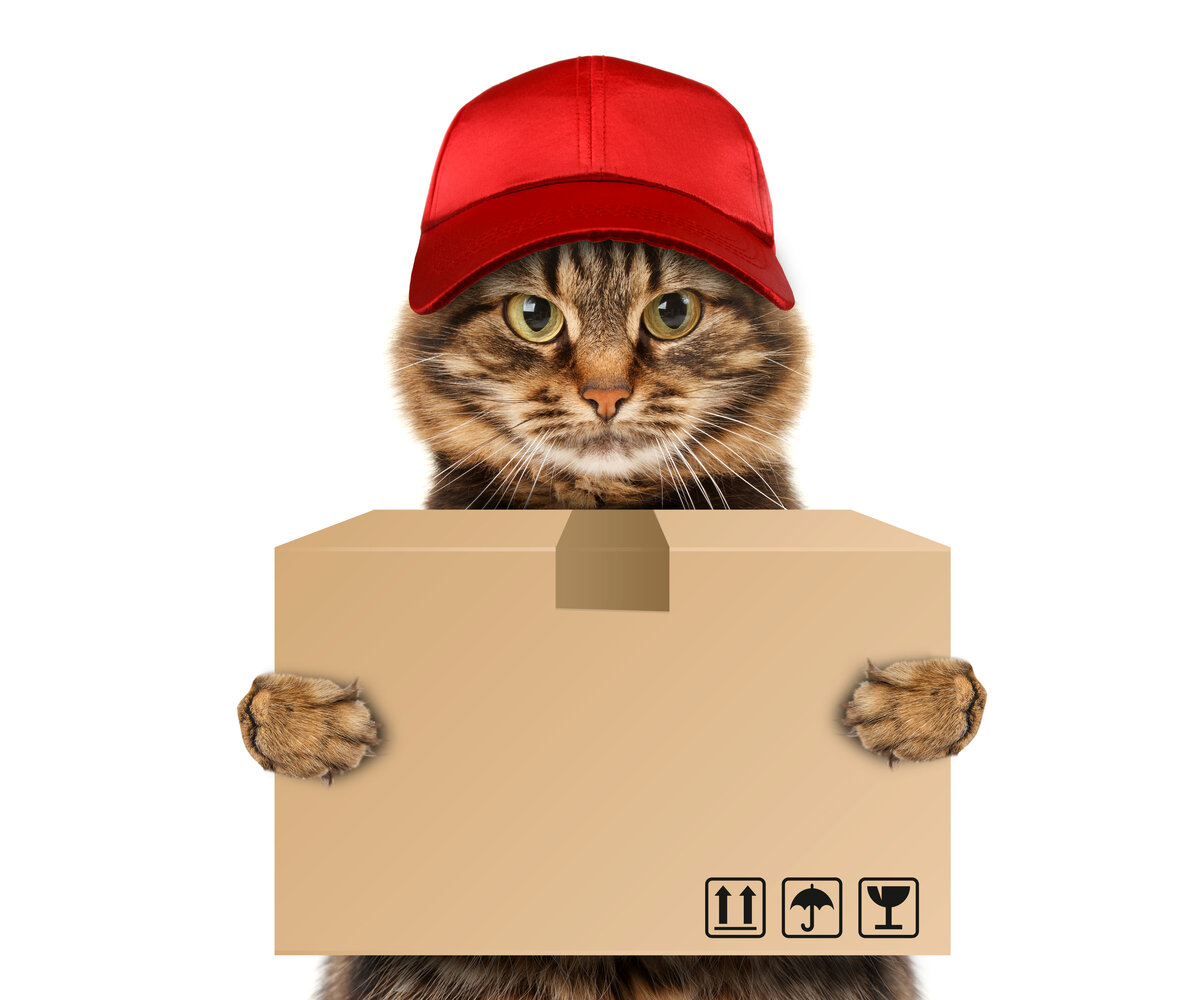 А У КУРЬЕРА ЛАПКИ))) источник Яндекс-картинки