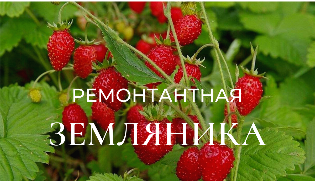 РЕМОНТАНТНАЯ ЗЕМЛЯНИКА | ВАШ ГИД 🍀 В САД🌹 И ОГОРОД 🍅 | Дзен