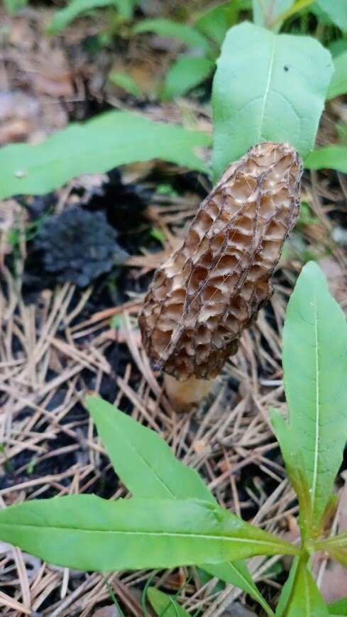 Или этот на Васю болье похож?