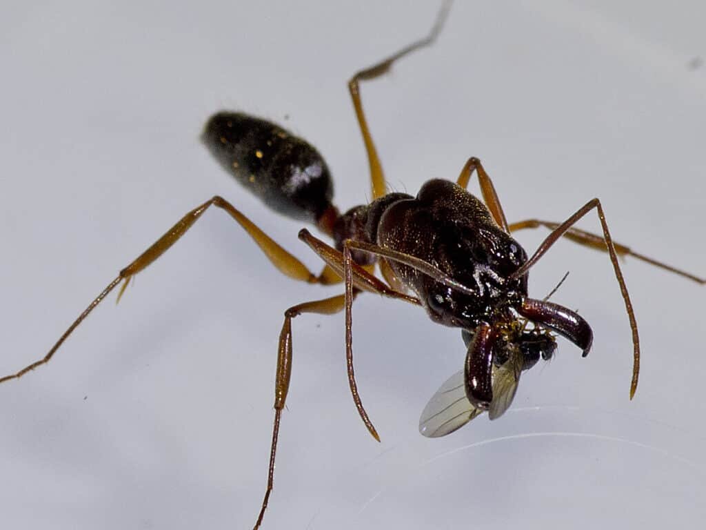    Тропические муравьи с челюстями-ловушками — настоящий бич для мелких шустрых животных / © wikipedia.org