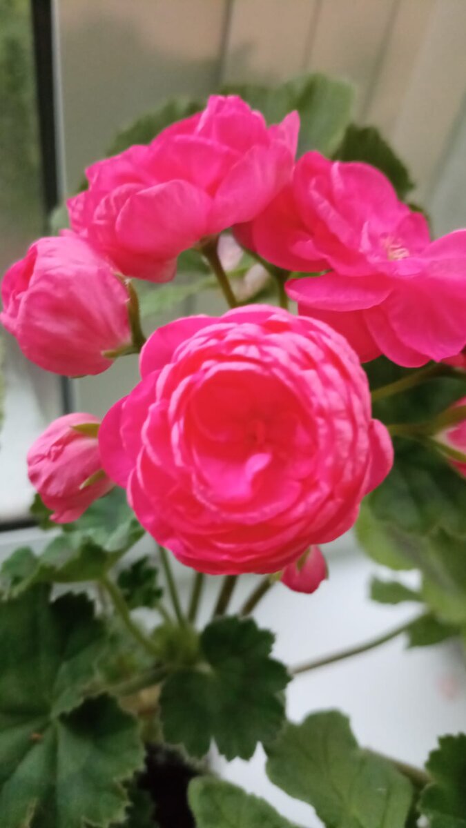 Династия даджи 