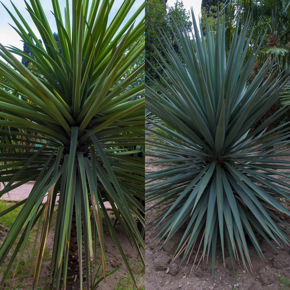 Юкка  сизая