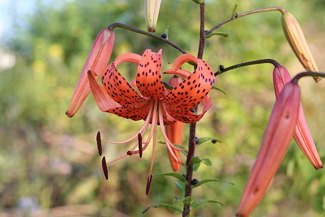 Lilium lancifolium