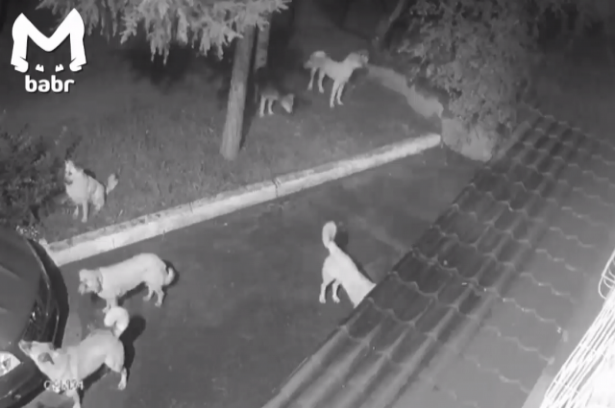    Бродячие собаки в Чите повадились по ночам срывать номера с автомобилей