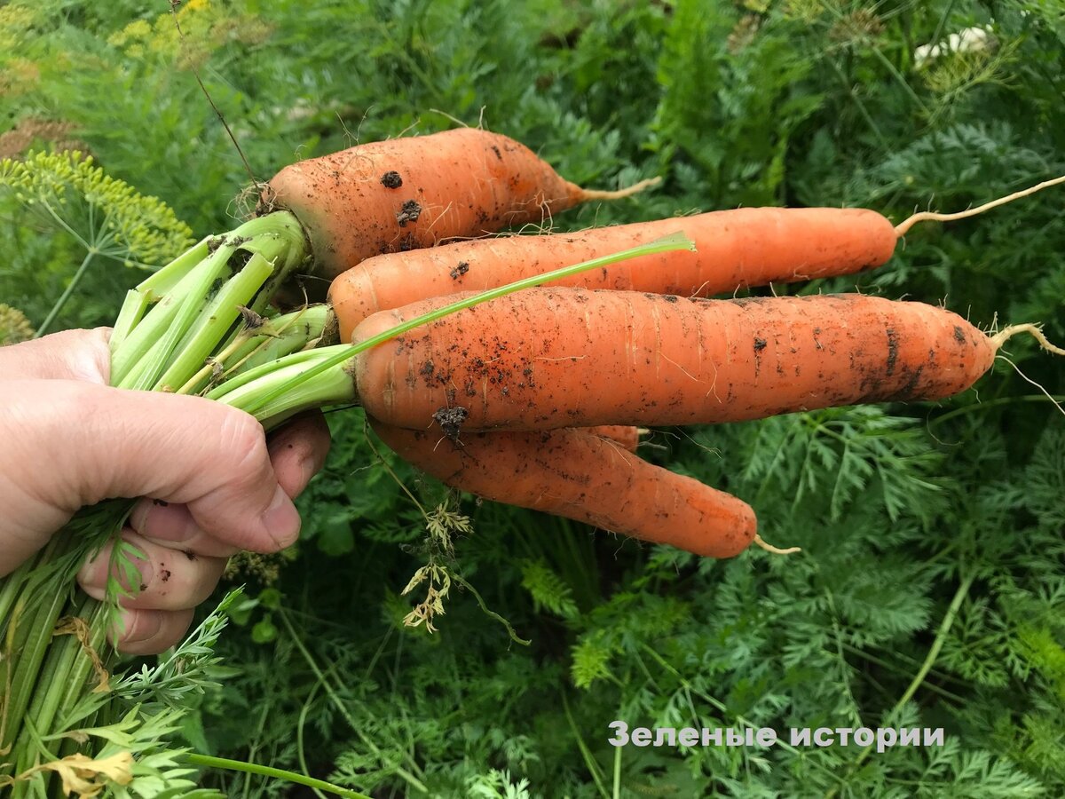 Такая морковь у меня выросла