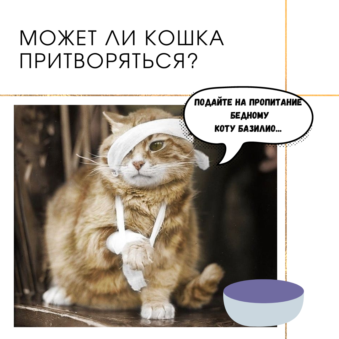 Как кошки выбирают 🐈 себе хозяина? - Мукчалкин