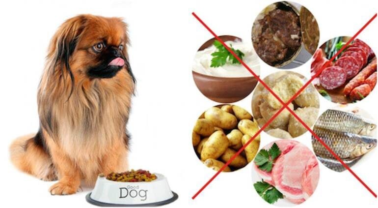 Можно кормить собак рыбой. Питание собак. Натуральное питание для собак. Еда для домашних животных. Правильное питание для собак.