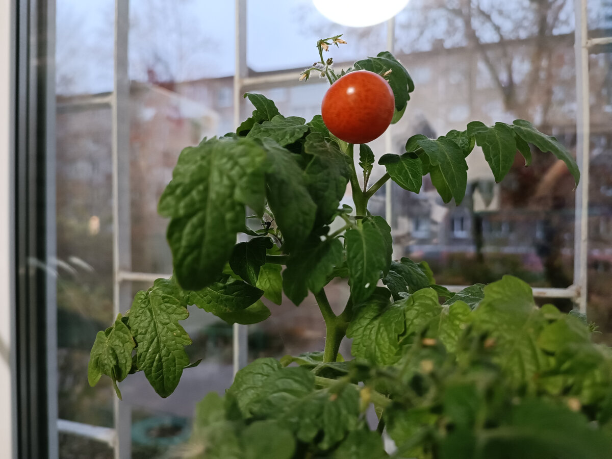 Черри дома на подоконнике