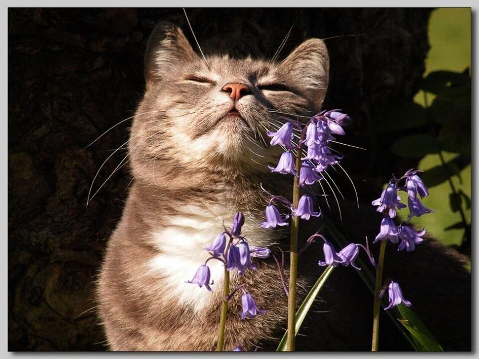 Картинки прикольные весенним вечером. Весенние котята. Кот и цветы. Кот нюхает весну.