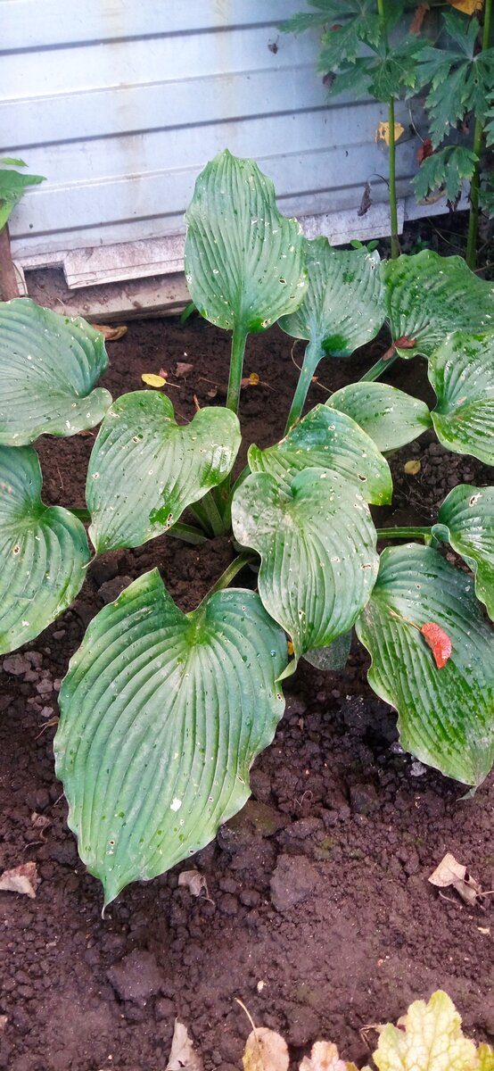 Хосте третий год