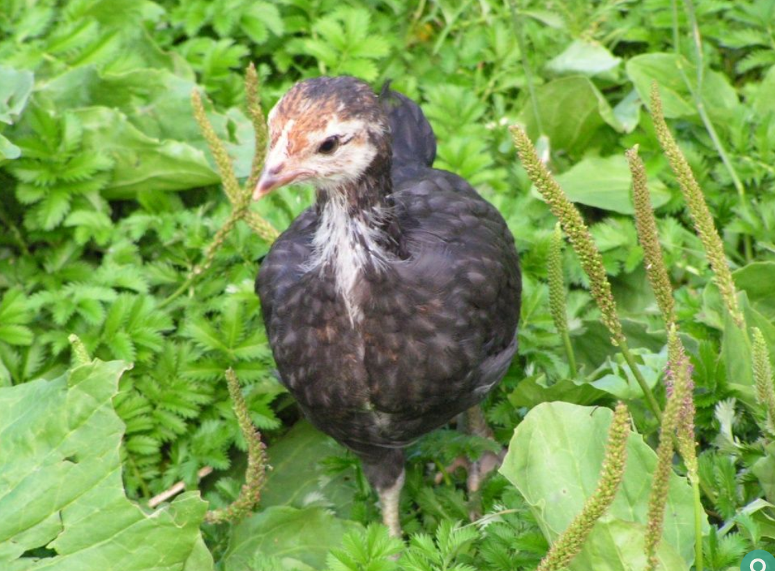 Свежая зелень - бесплатный корм для цыплят