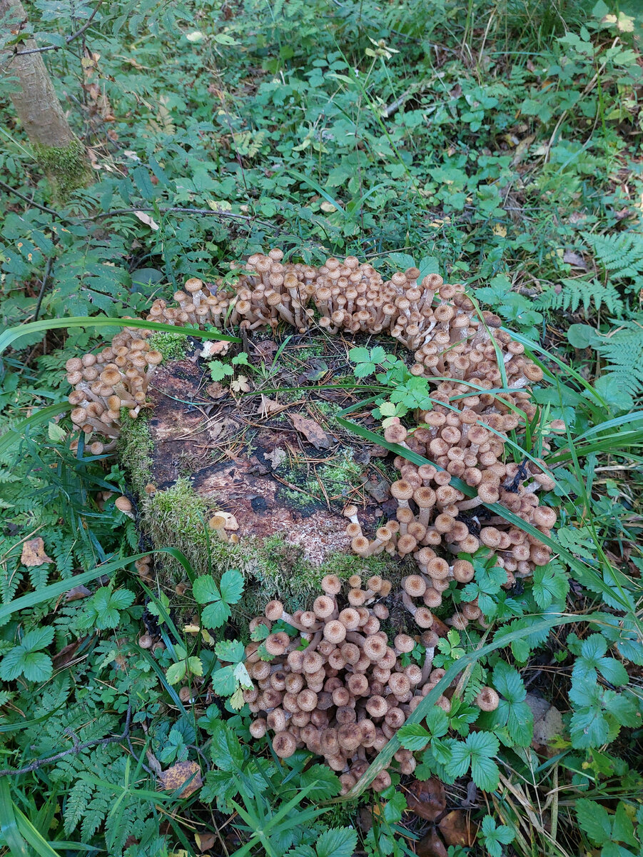 Впервые видела такое количество молодых опят