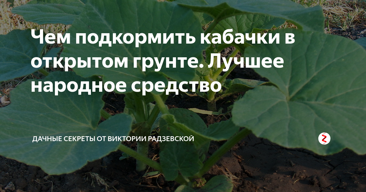 Подкормить кабачков. Подкормить кабачки в июне. Подкормить кабачки в июне. Подкормить кабачки в июне. Кабачки рост.