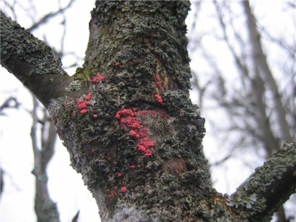 Болезни сада и огорода: описание с фотографиями и способы лечения и обработки