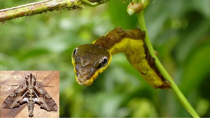 Hemeroplanes caterpillar