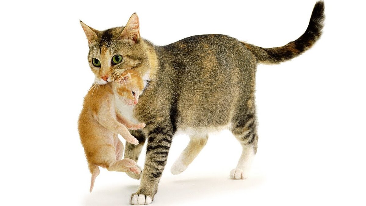 Фото как заботятся кошки о своем потомстве