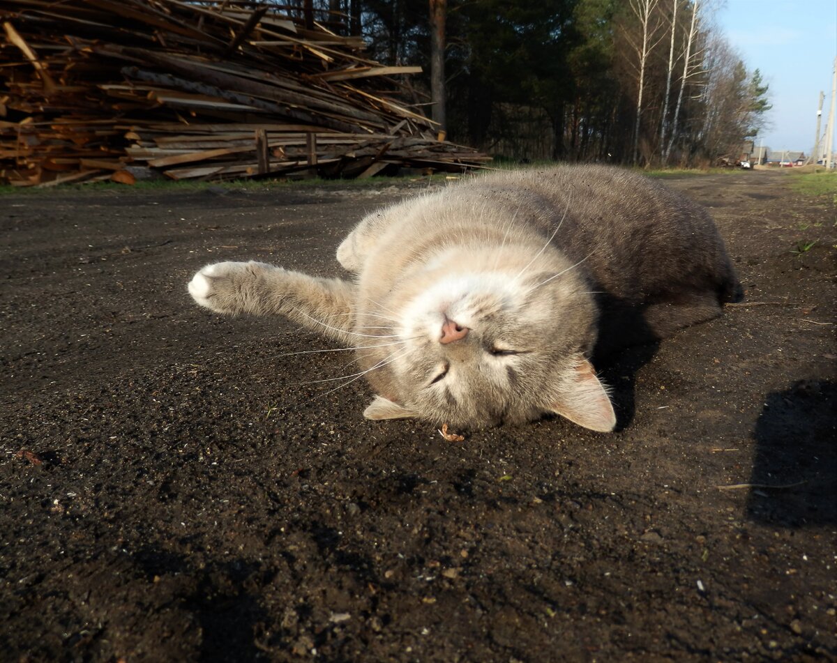 Можно ли шпаклевать с открытыми окнами