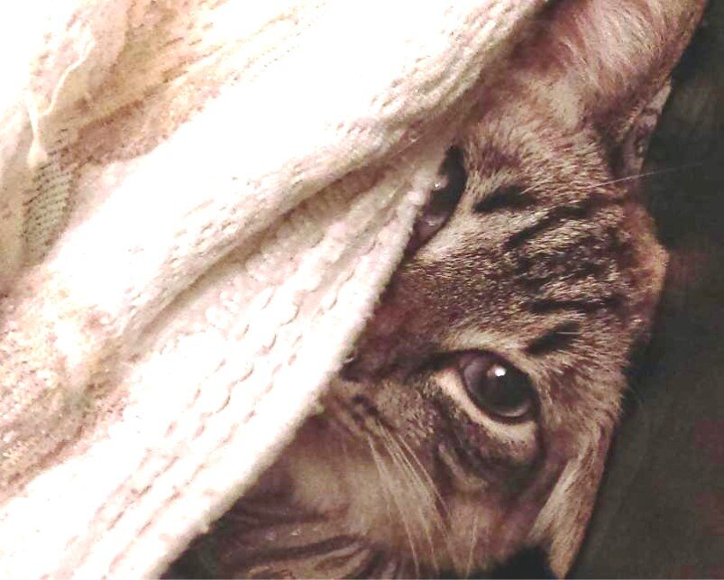 Уходи, человек. Здесь никого нет!