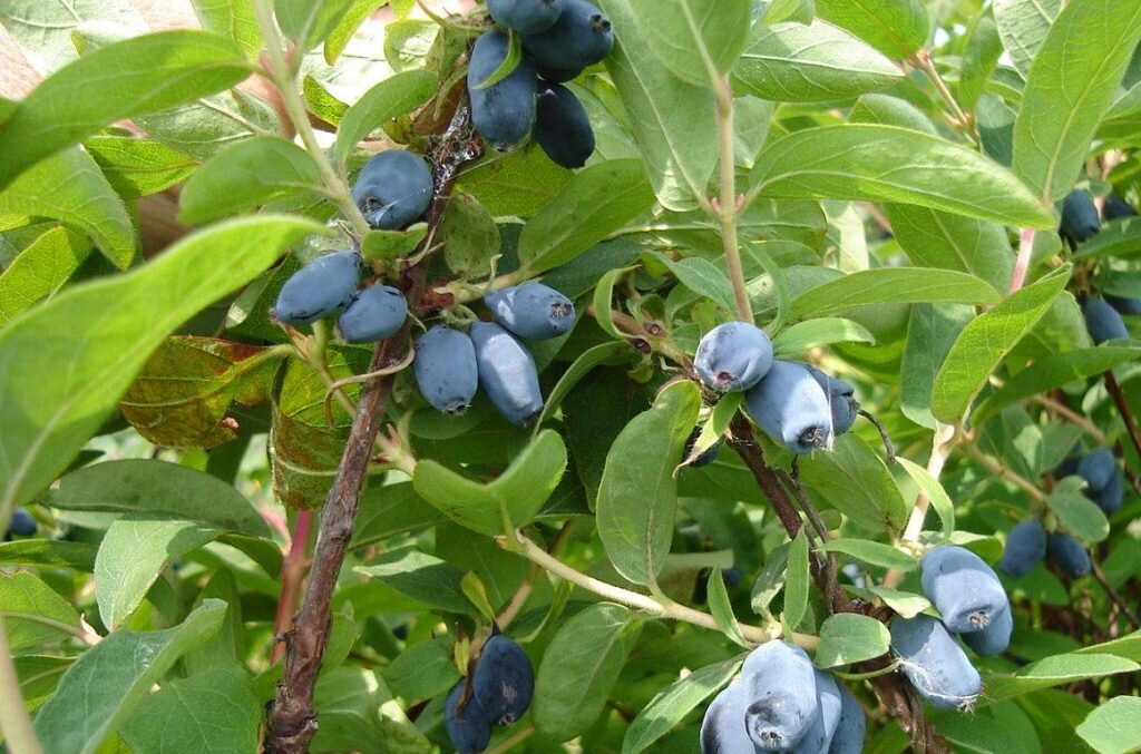 Жимолость Синяя Птица