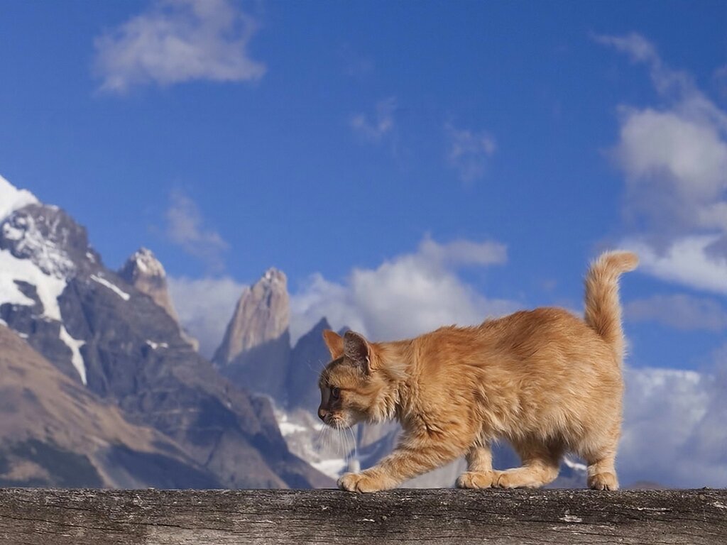 - Коооооот, - прокричал капитан – ловите его быстро и за борт, пока далеко не отплыли!!! – и матросы быстро встали вокруг кота, чтобы не дать ему убежать. Перспектива оказаться в ледяной воде Барсику совсем не понравилась, и он со скоростью света прошмыгнул между кривых ног одного из матросов.
