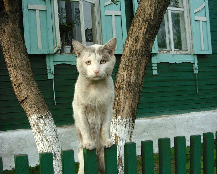 деревенский кот знает про тщетность бытия