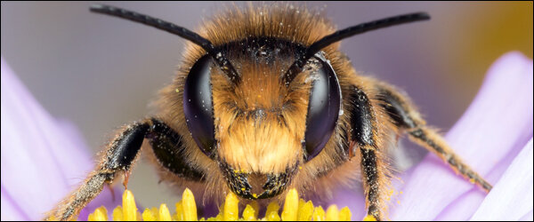 Глаза пчёл (artfile.ru)