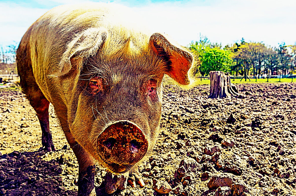    Древняя свинка мало походила на своего розового потомка. Жила по преимуществу в лесах и питалась желудями.