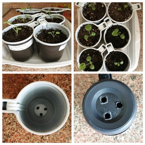  На фото сеянцы пеларгонии, которые я посеяла 23 января 2019 года. Сеянцы взошли на четвертый день. Уже формируется четвертый листочек. 