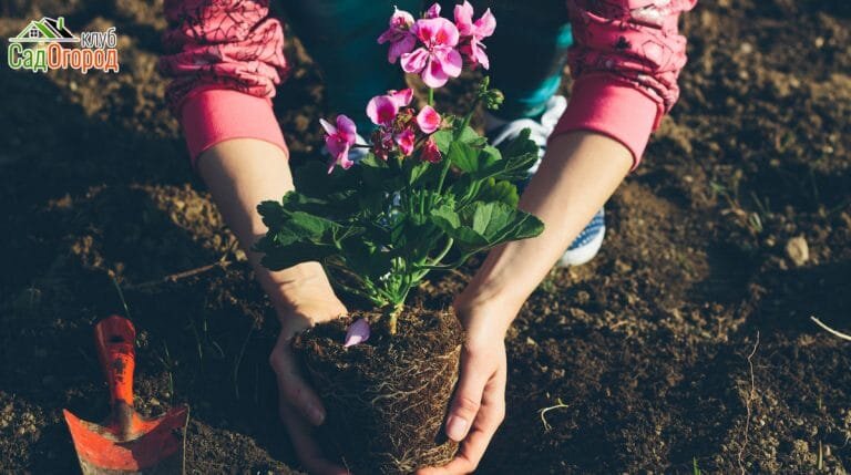 Фото: sadogorod.club