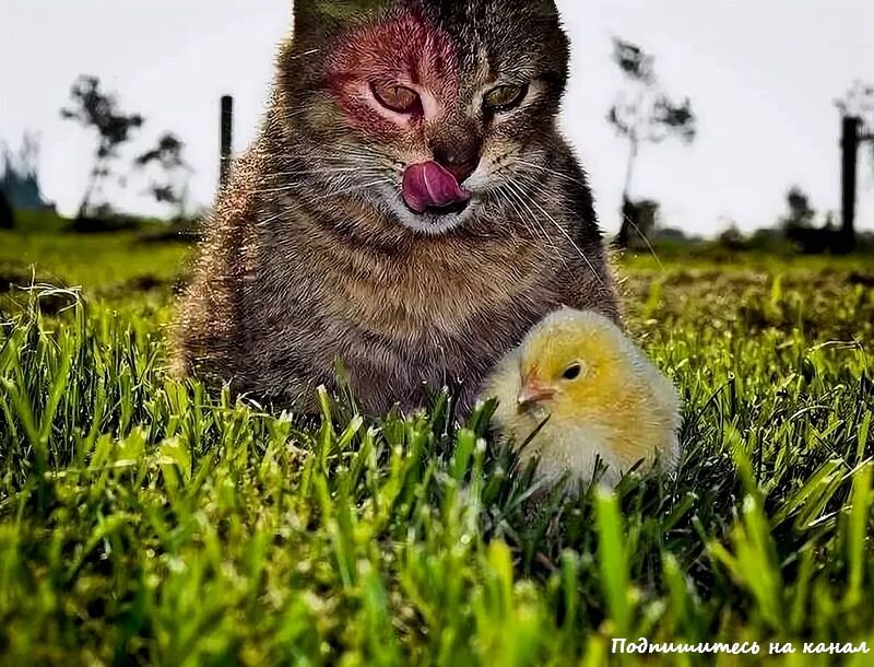 Кошка ест птицу. Кошка с цыплятами. Котенок и цыпленок. Котенок и утенок. Котята и цыплята смешные.