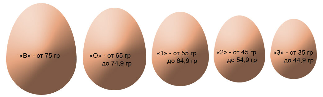 Яйца с0 или с2. Размер яйца с1 и с0. Размер яиц в 15 летнем возрасте.