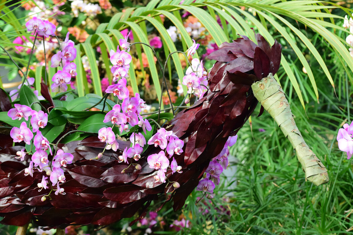 Kew Gardens Orchid Festival 2019 				