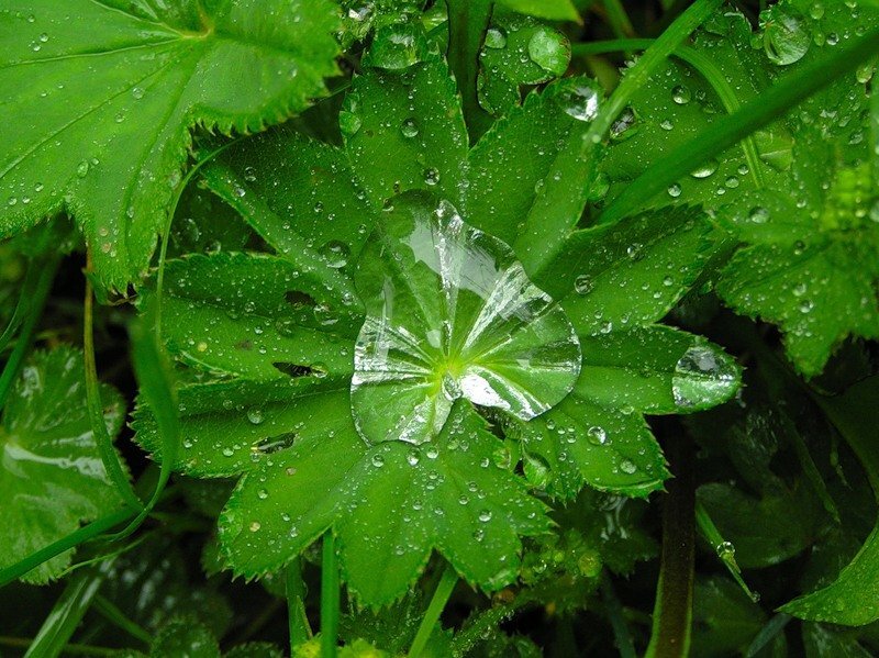 Лист Манжетки с каплей росы. Фото взято из открытых источников.