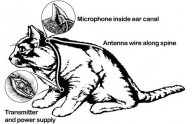 Схематическое изображение кошки, с вживленной шпионской аппаратурой, в рамках проекта "Акустическая кошка".