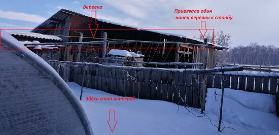 Привязала один конец веревки к столбу  с правой стороны теплицы (за виноградом).